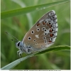 polyommat bellargus female4 don